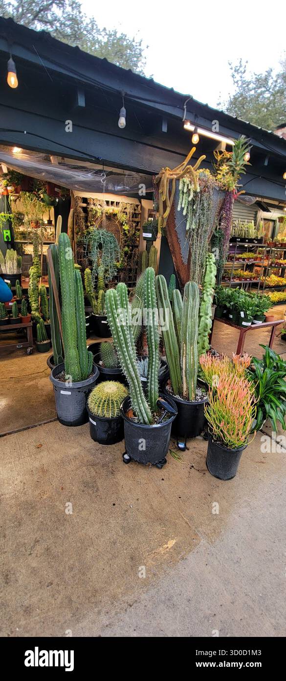 Cactus and Succulent Shop in Wimberley, Texas Hill Country Stock Photo ...