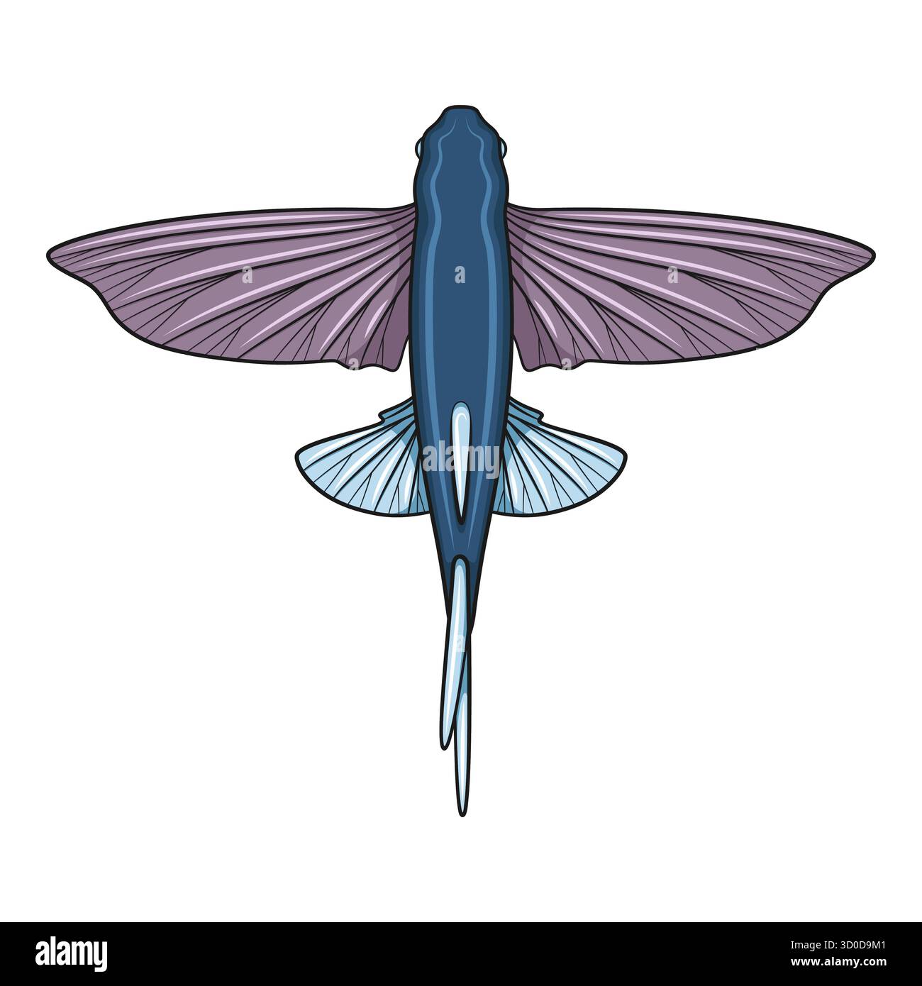 Color illustration with flying fish. Isolated vector object on white background. Stock Vector