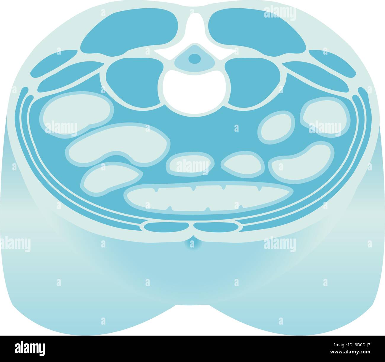 Cross section illustration normal hi res stock photography and images