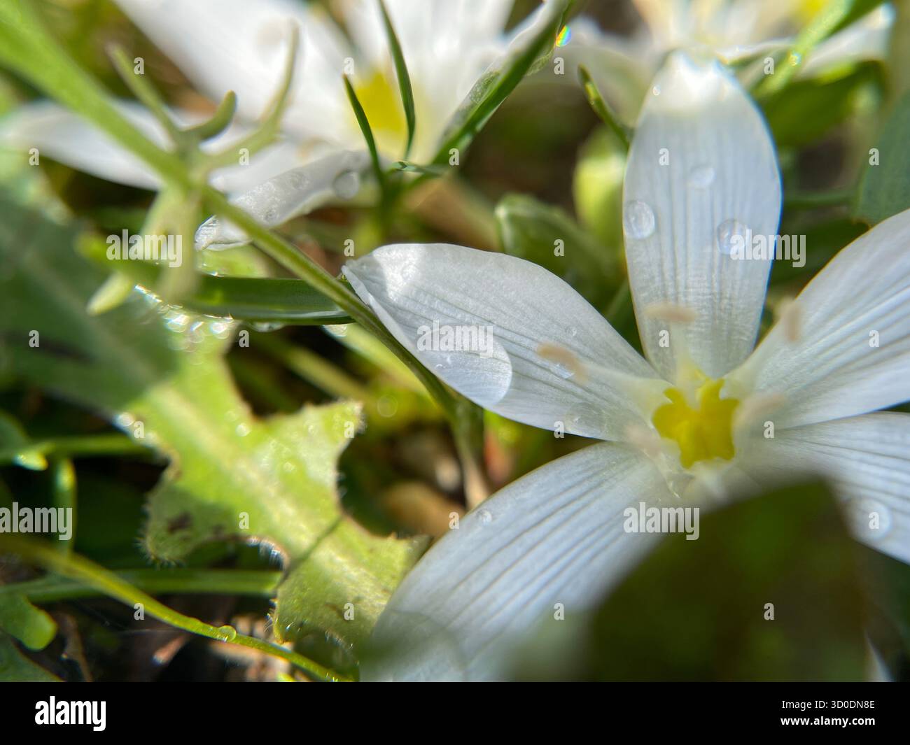 Close-up of wildfowers blooming in spring sunlight, natural macro shot - Smartphone Captured Stock Image