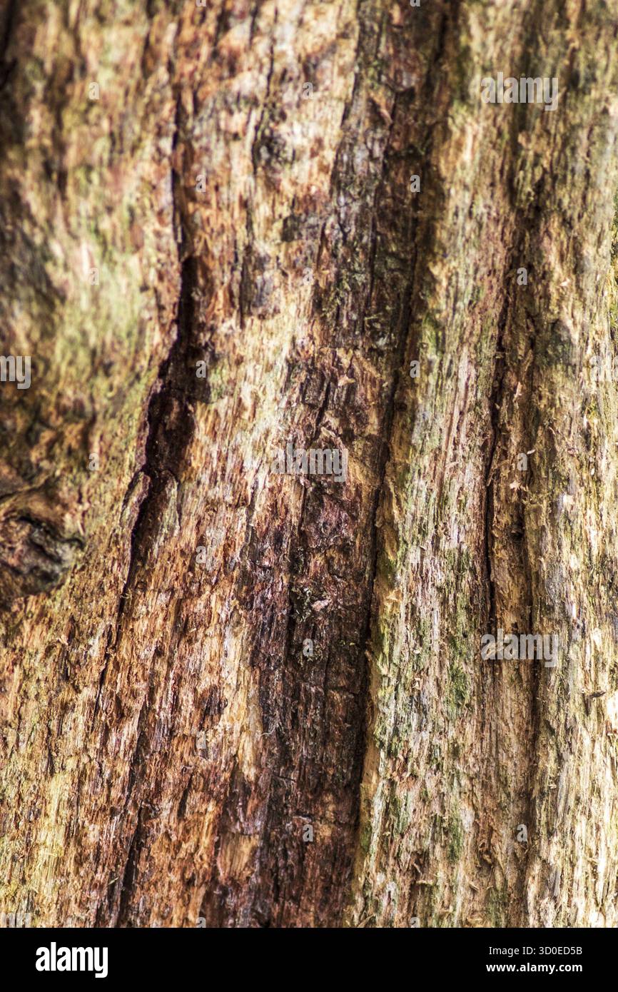 Rotting tree background and texture close-up Stock Photo