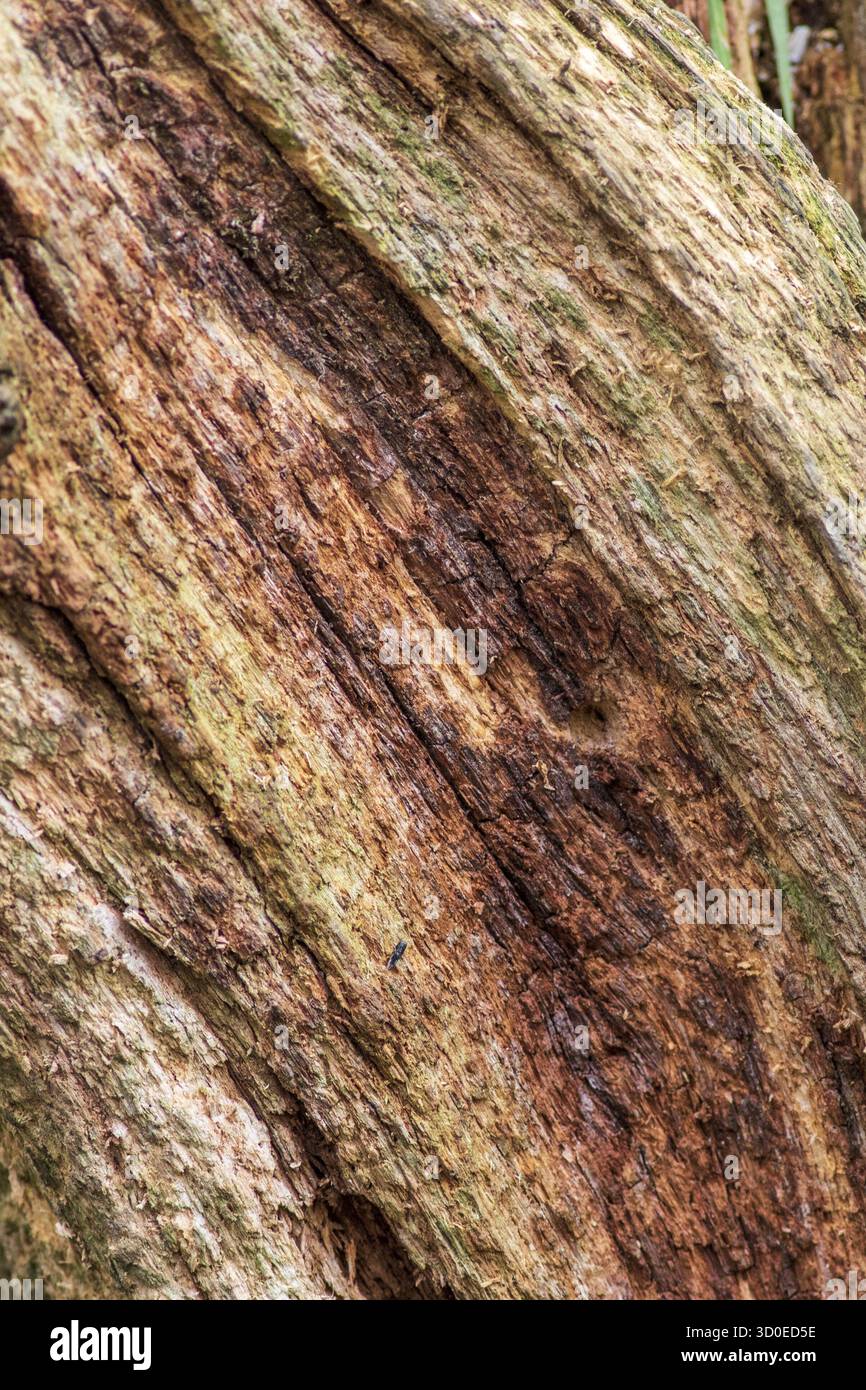 Rotting tree background and texture close-up Stock Photo
