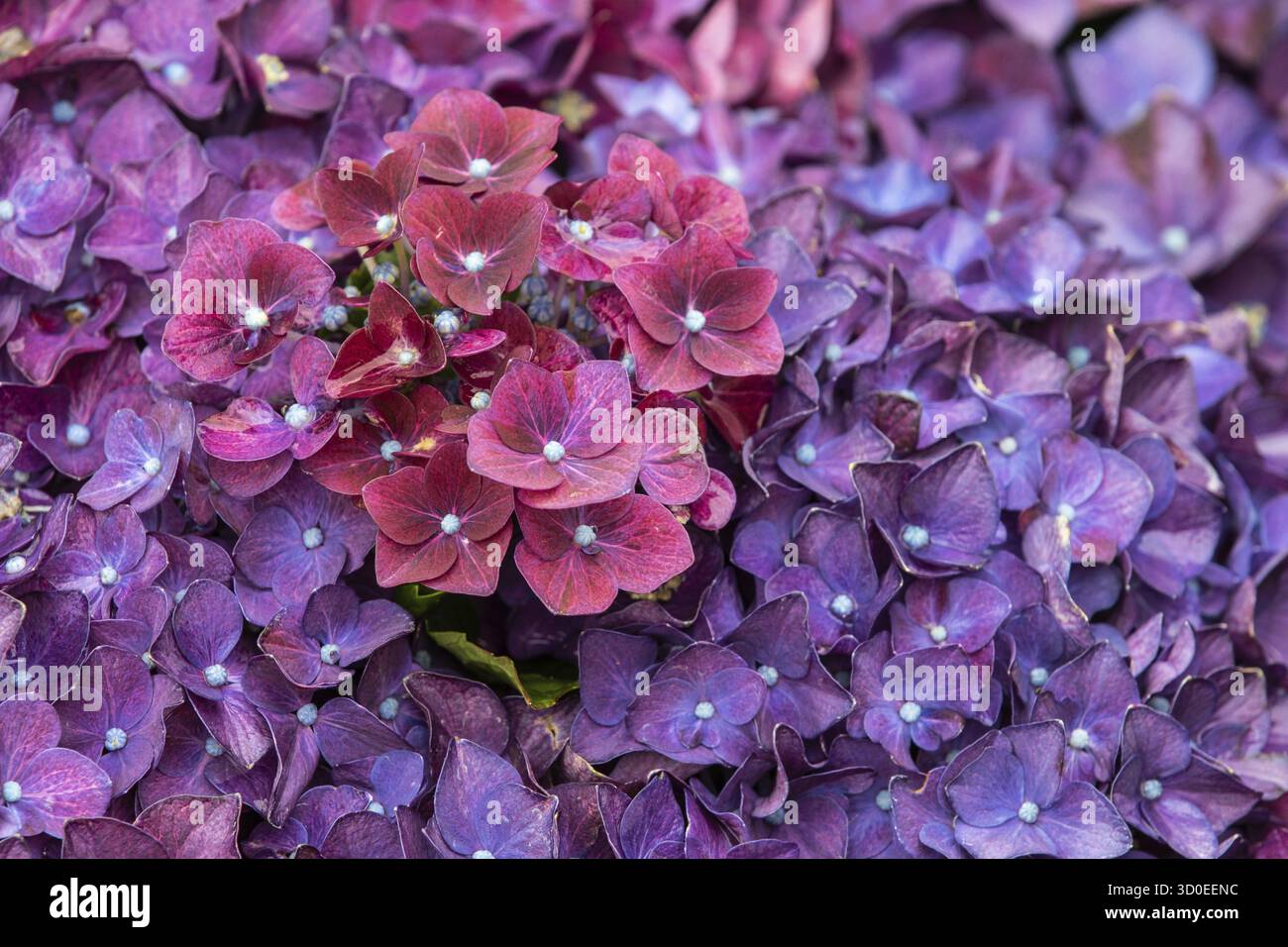 Hydrangea deep purple in full flower close_up Stock Photo