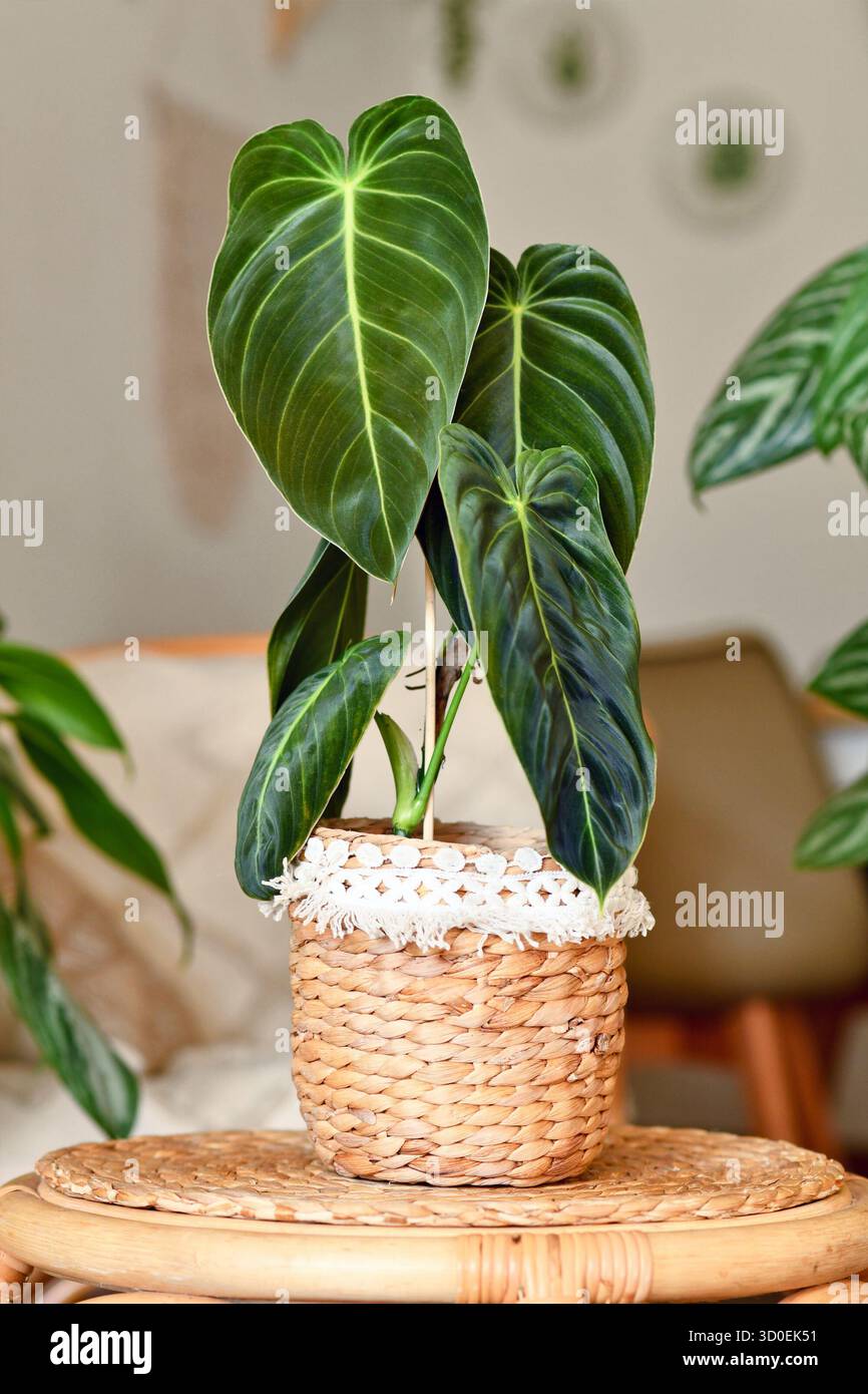 goldfish and plants Nematanthus Black Goldfish Plant - Live Plant in 8-Inch Pot