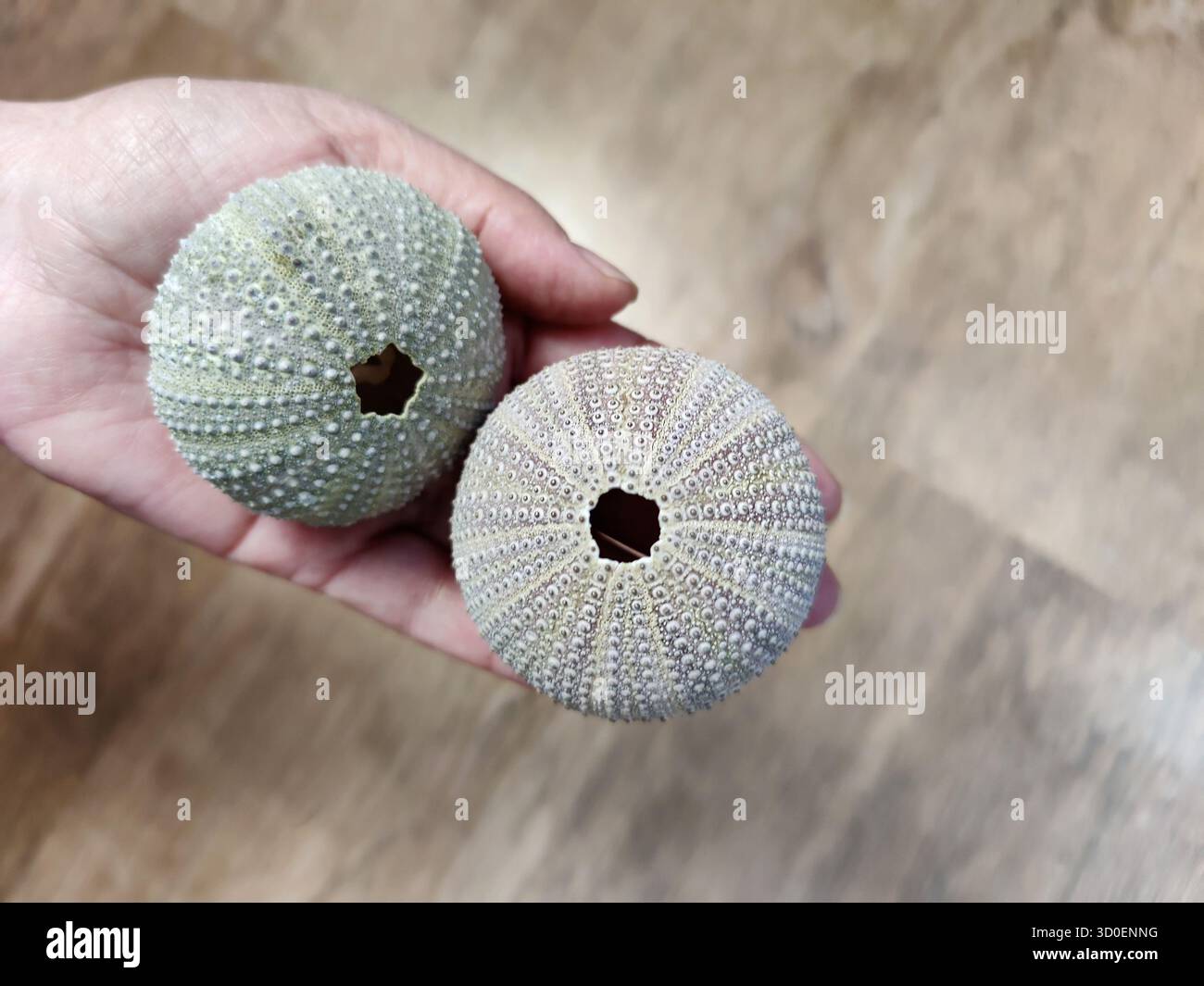 Sea shells pastel hand hi-res stock photography and images - Alamy