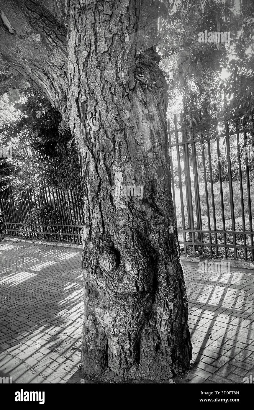 Black and white photo of a tree trunk resembling the figure of a woman holding a baby. The detailed bark texture and natural light create an illusion. - Smartphone Captured Stock Image Black and white photo of a tree trunk resembling the figure of a woman holding a baby. The detailed bark texture and natural light create an illusion. - Smartphone Captured Stock Image