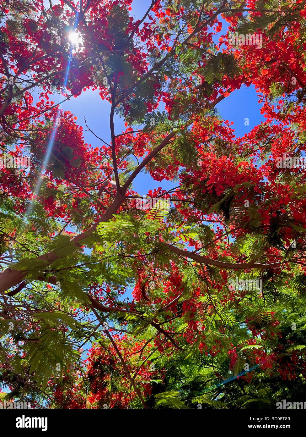Vivid red blossoms of a royal poinciana tree under bright sunlight and a clear blue sky, capturing the beauty of tropical summer foliage. - Smartphone Captured Stock Image