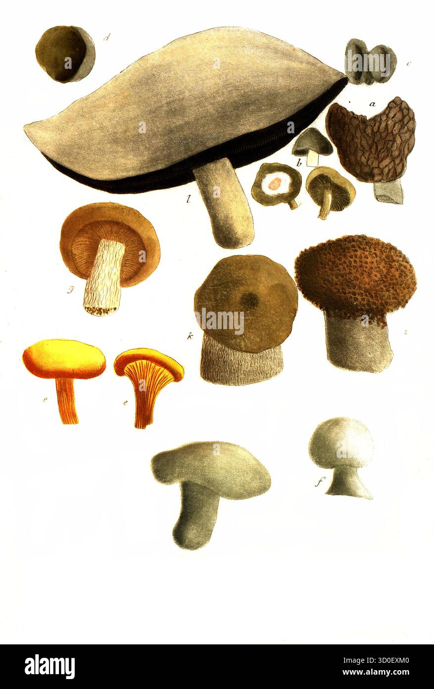 Various mushrooms, a. Fungus bisculcus, b. Fungus betulaceus, birch fungus, c. Fungus subterraneus, d. Fungus syn Boletus cervinus, e. Fungus esculent Stock Photo