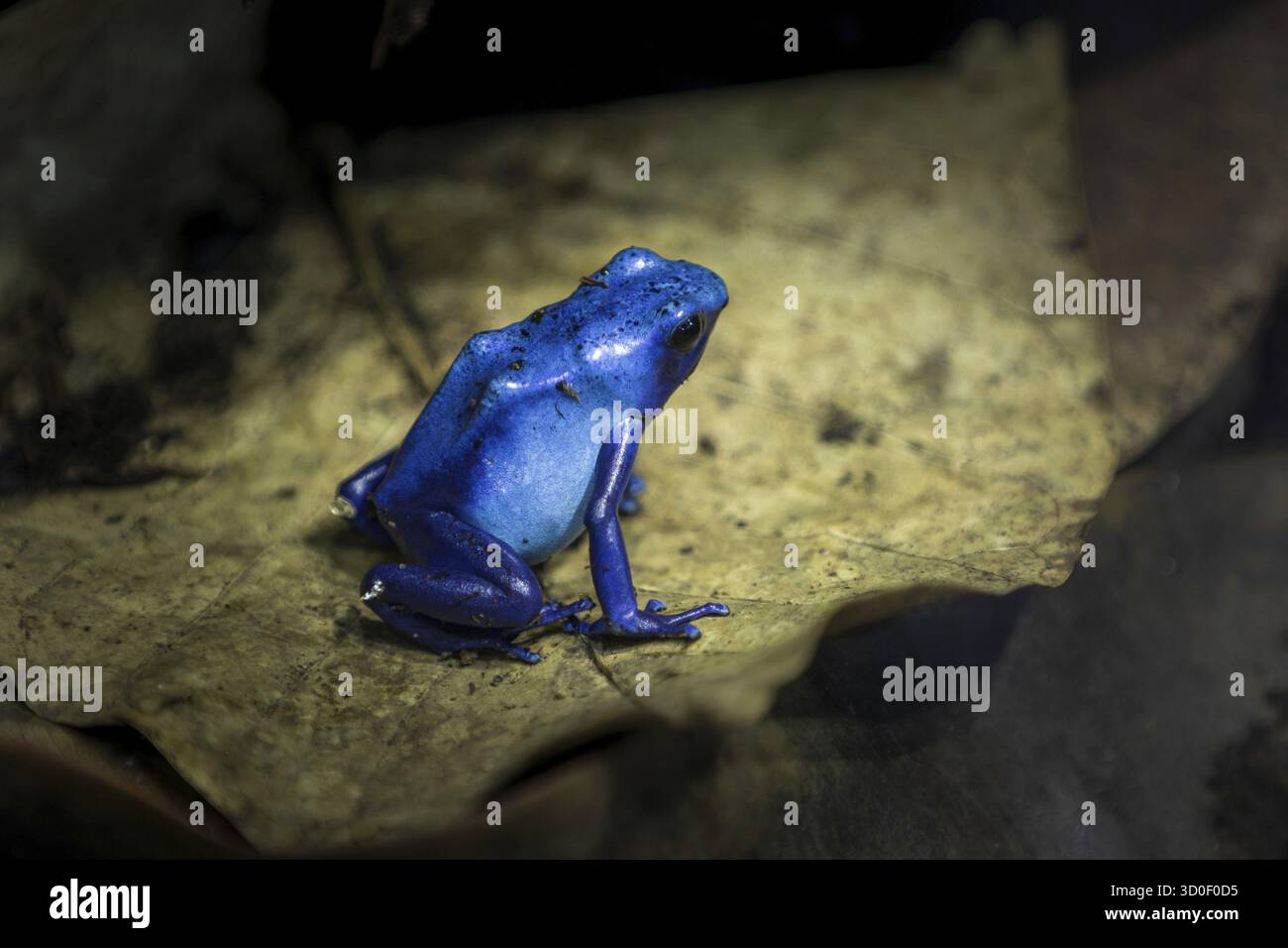 A small Blue frog sitting on a leaf Stock Photo