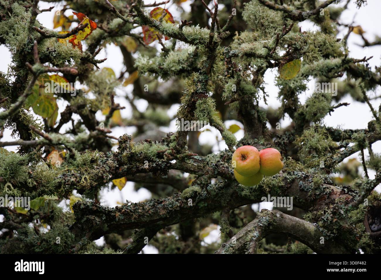 Three ripe apples on a old tree covered with lichen Stock Photo