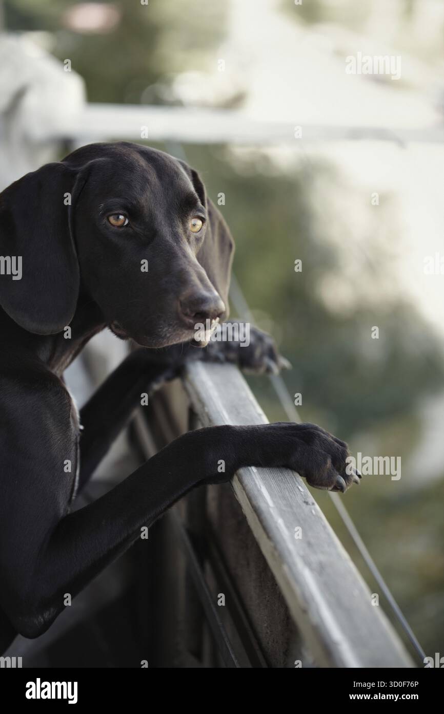 German short-haired pointer stands at the balcony and observes Stock Photo
