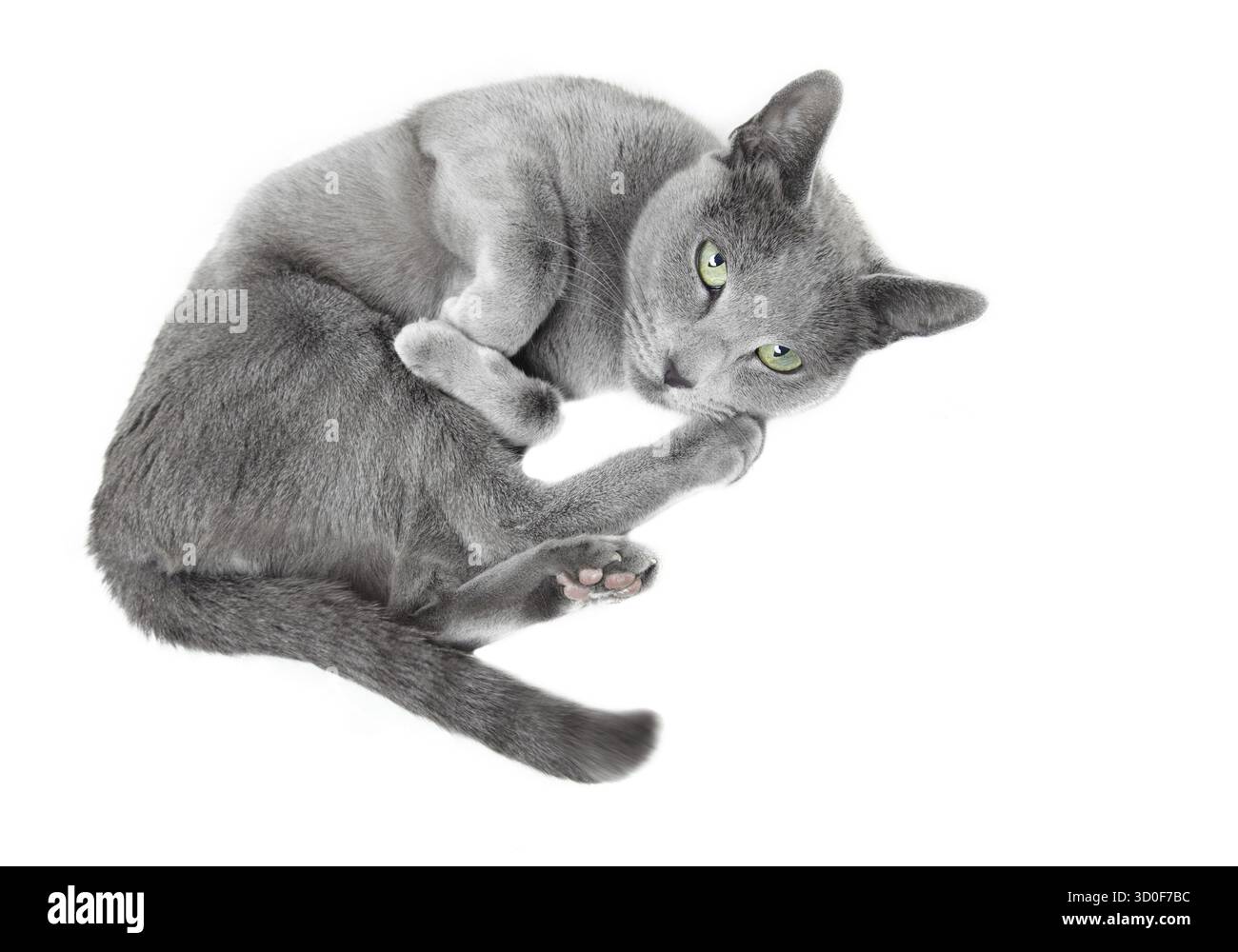 Russian blue cat laying on a white background Stock Photo