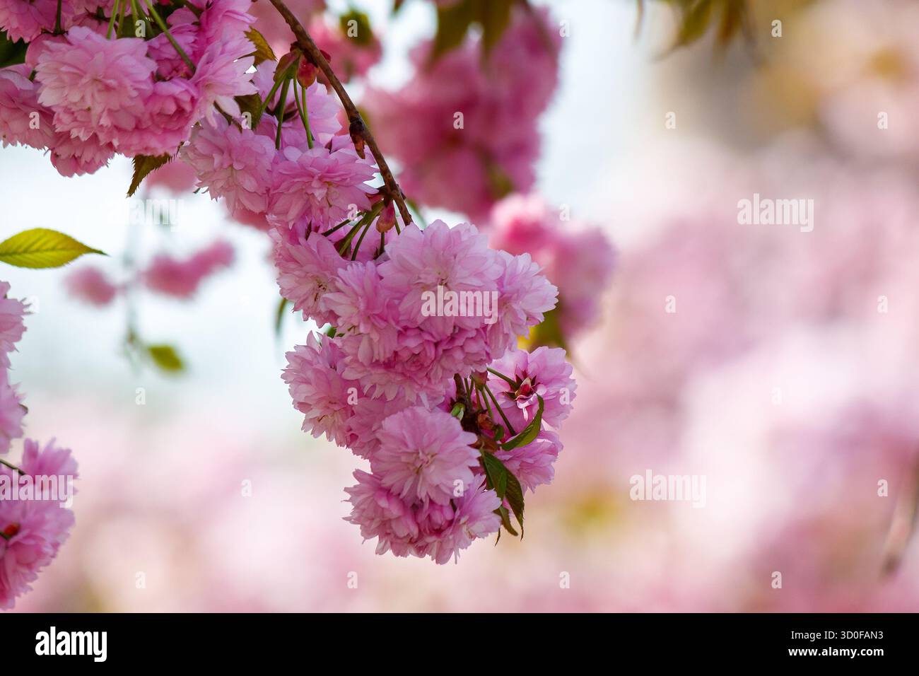lush cherry blossom in spring. delicate pink flower petals. closeup of japanese kanzan sakura. hanami holidays in uzhhorod, ukraine. romantic season. Stock Photo