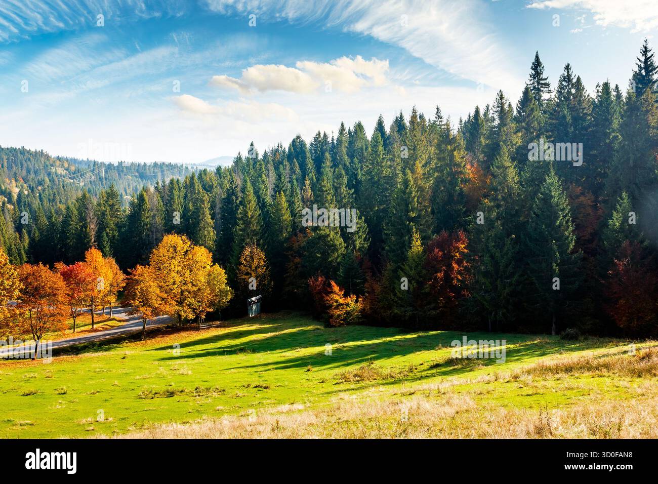 autumn landscape with road through valley near coniferous forest with trees in colorful leaves. beautiful countryside scene in carpathian mountains of Stock Photo
