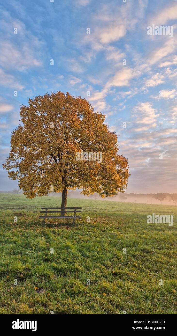 Yellow autumn tree in morning fog at sunrise over meadow, peaceful fall landscape with warm light. - Smartphone Captured Stock Image