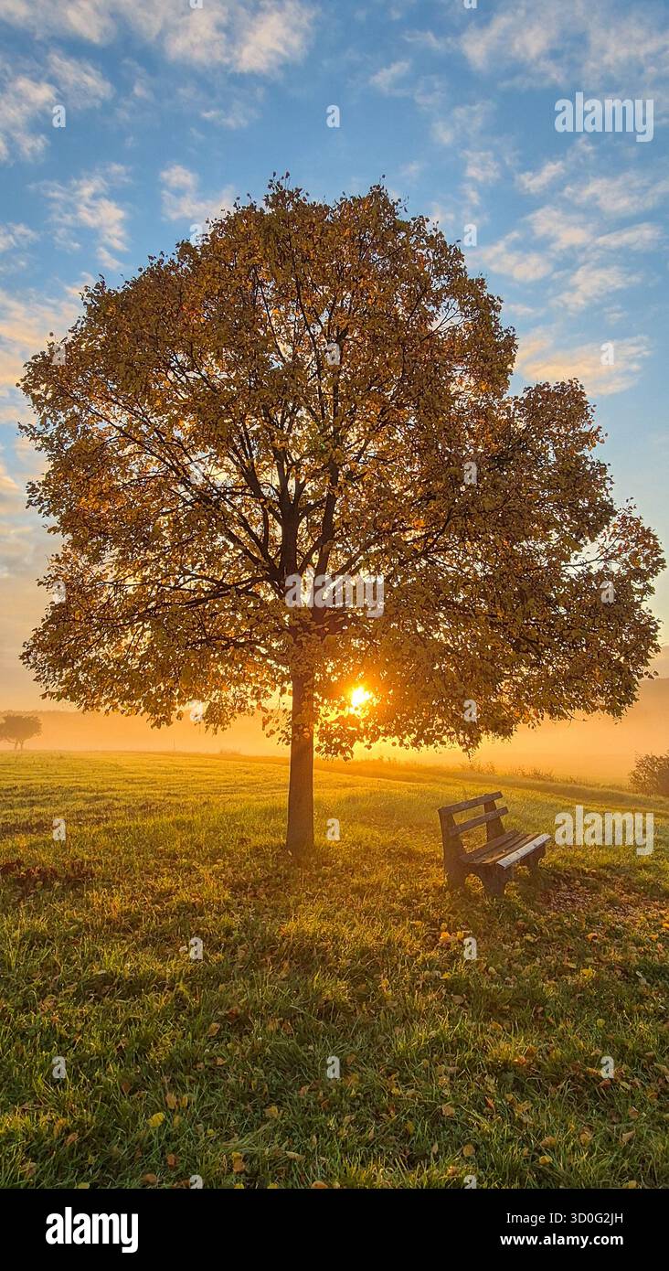 Yellow autumn tree in morning fog at sunrise over meadow, peaceful fall landscape with warm light. - Smartphone Captured Stock Image