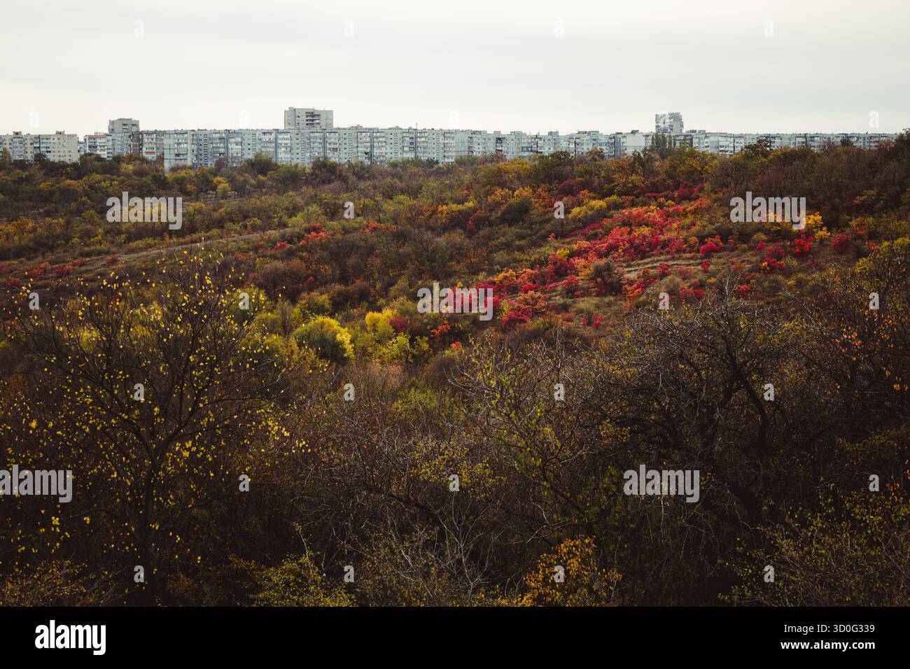 a field of Red leaves of Cotinus. Grace smokebush or smoketree (Cotinus Grace) Stock Photo