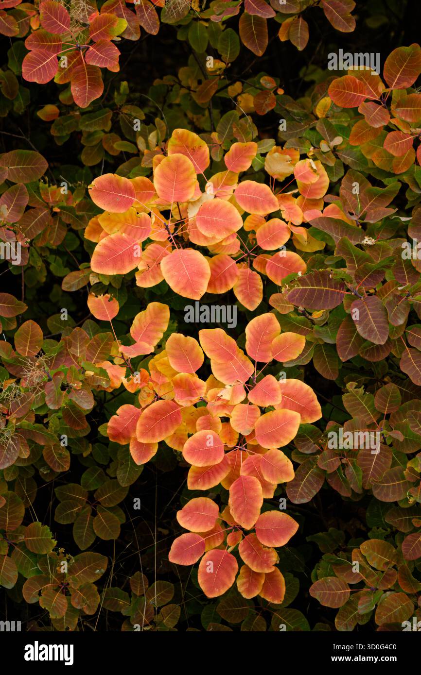 Red leaves of Cotinus. Grace smokebush or smoketree (Cotinus Grace) Stock Photo