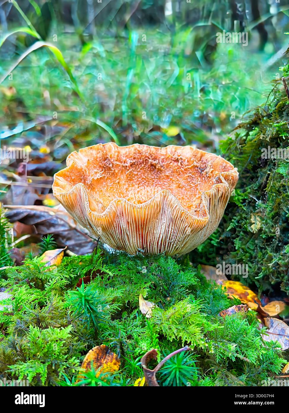 Mushroom Showing Gills - Smartphone Captured Stock Image