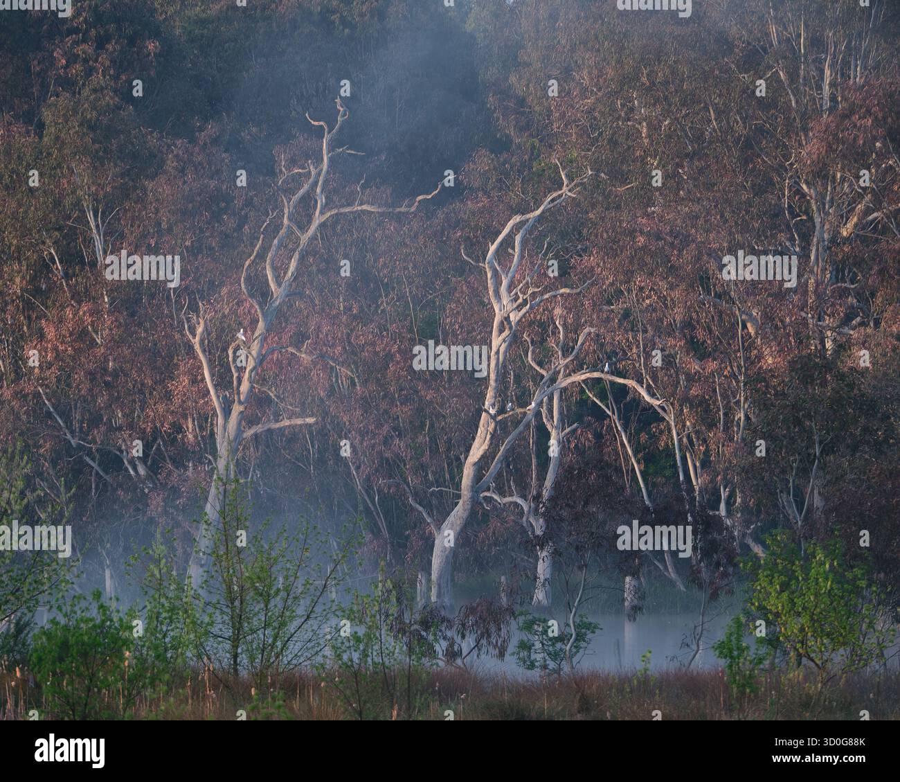 Fog in the gum trees hi-res stock photography and images - Alamy