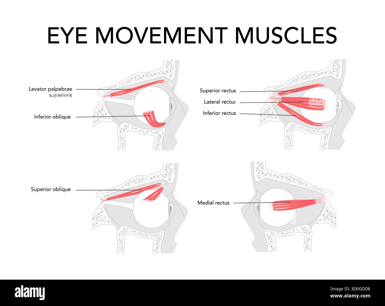 Set of Ocular muscles labeled anatomy chart, superior rectus, inferior ...