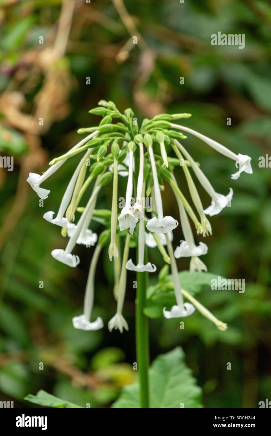 woodland tobacco plant Nicotiana sylvestris commonly known as the flowering tobacco plant or woodland  tobacco Stock Photo