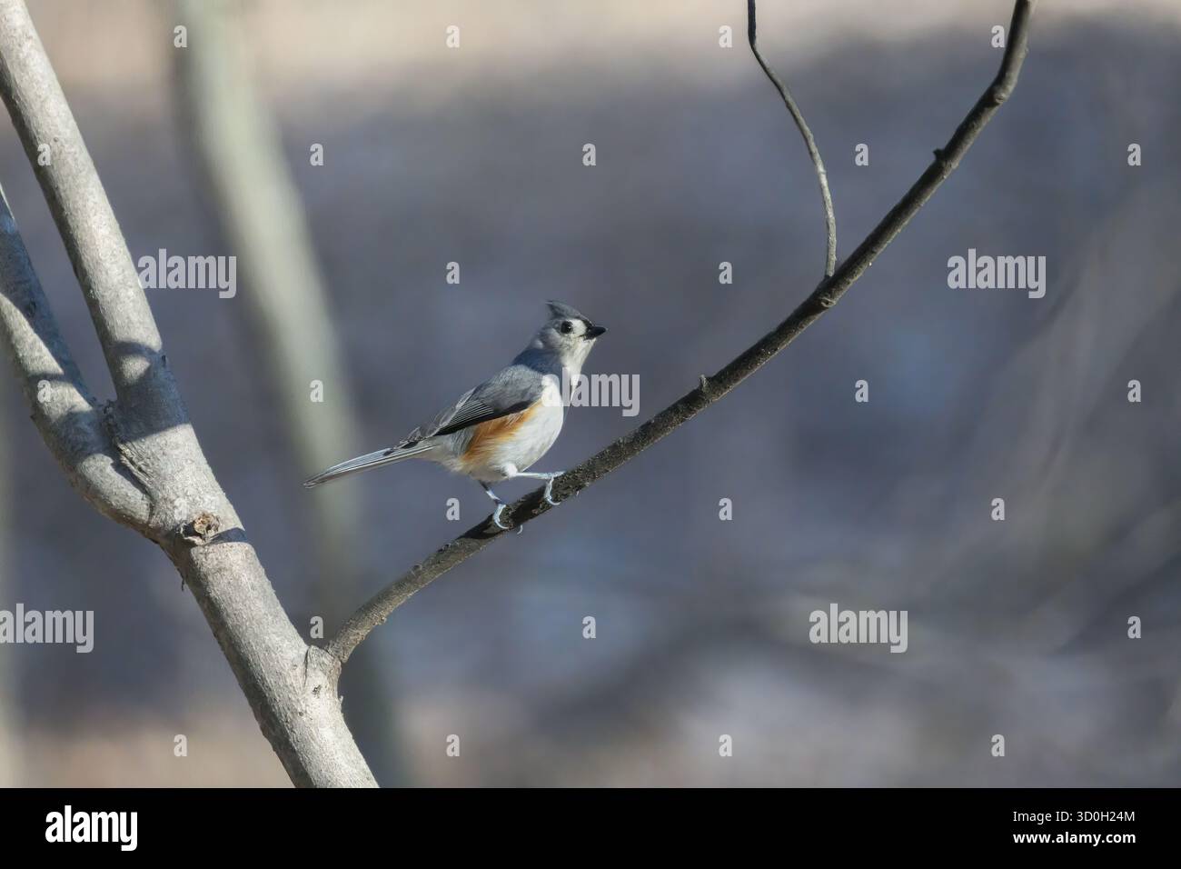 A tufted titmouse (Baeolophus bicolor) perched on a tree branch in Michigan, USA in the springtime. Stock Photo