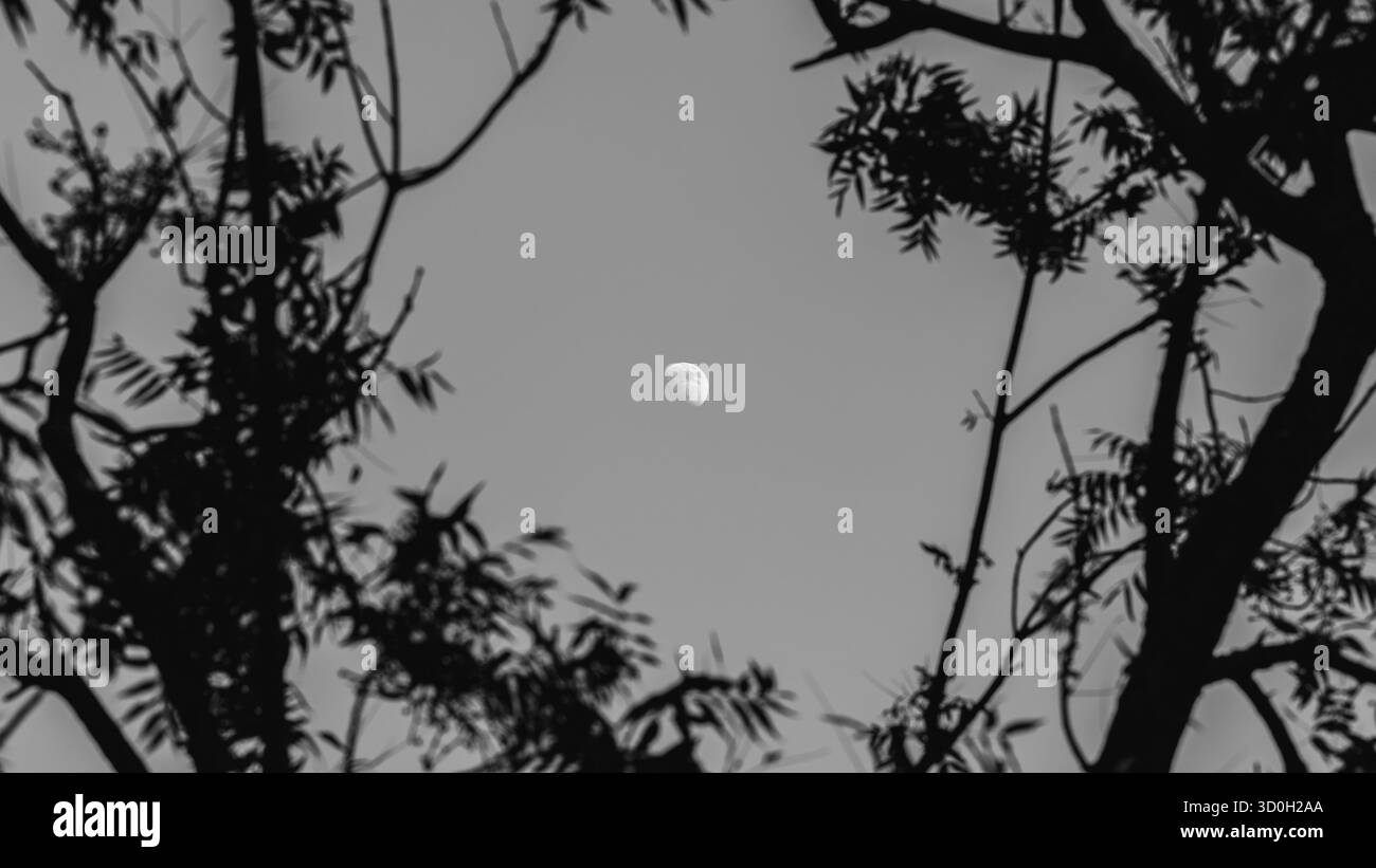 Tree branches frame view Black and White Stock Photos & Images - Alamy