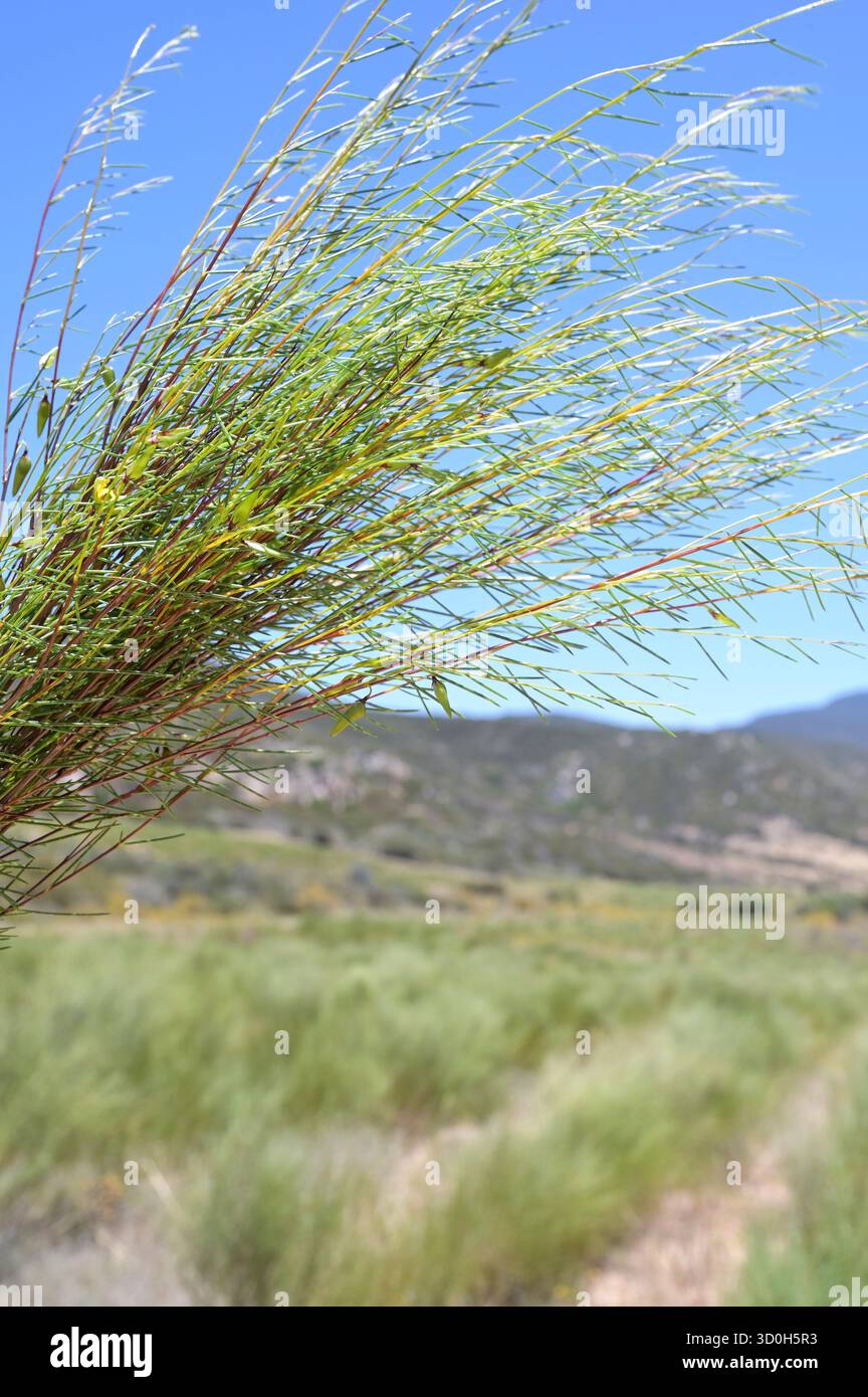 SOUTH AFRICA, West Coast District, Ceder mountains, Clanwilliam ...