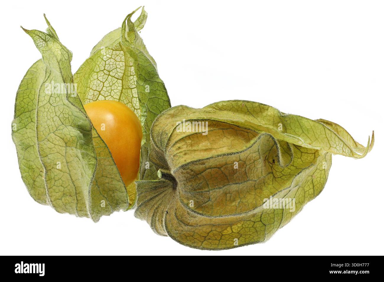 physalis fruits isolated on white background Stock Photo