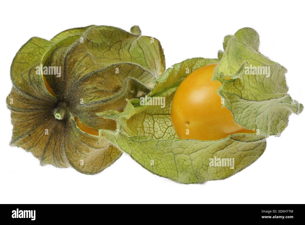 physalis fruits isolated on white background Stock Photo