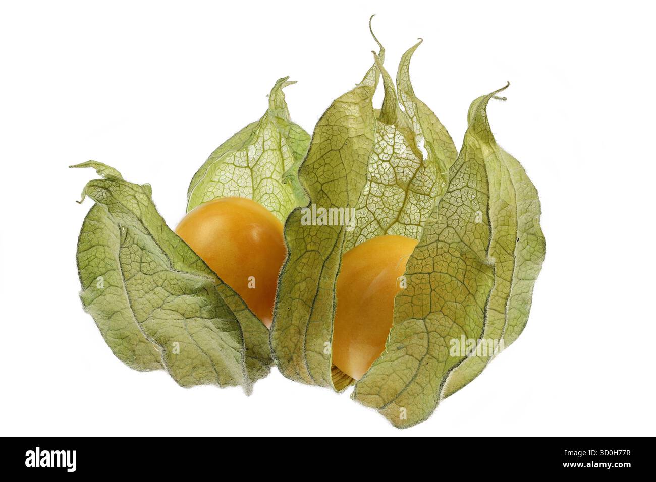 physalis fruits isolated on white background Stock Photo