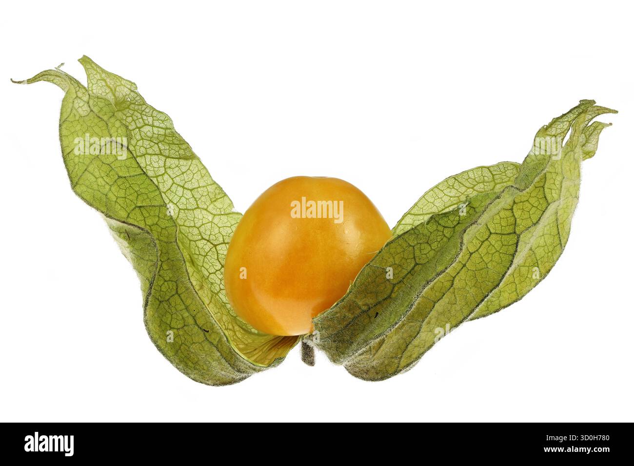 physalis fruit isolated on white background Stock Photo