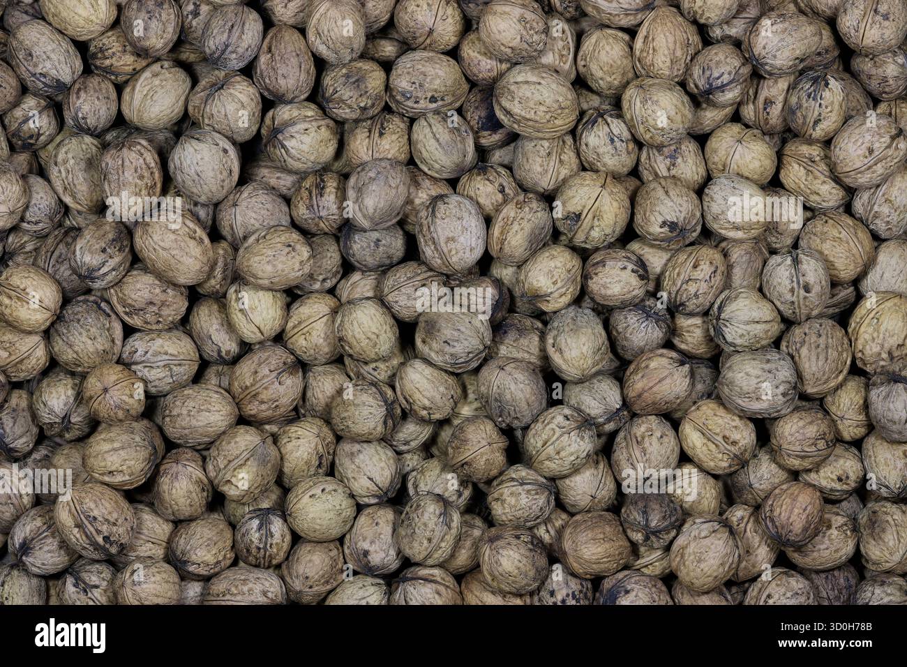 freshly harvested walnuts for background use Stock Photo