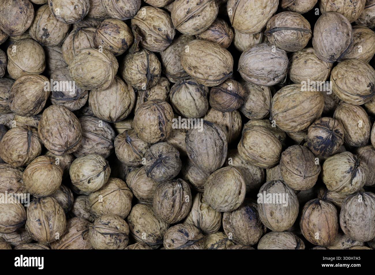 freshly harvested walnuts for background use Stock Photo
