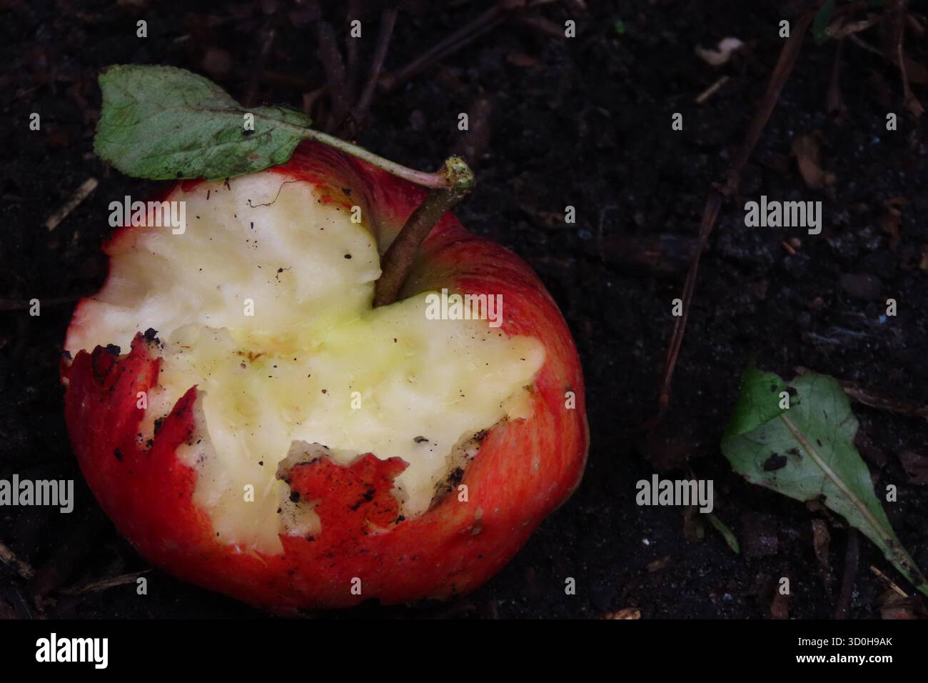 A bite-marked red apple on the ground. Stock Photo