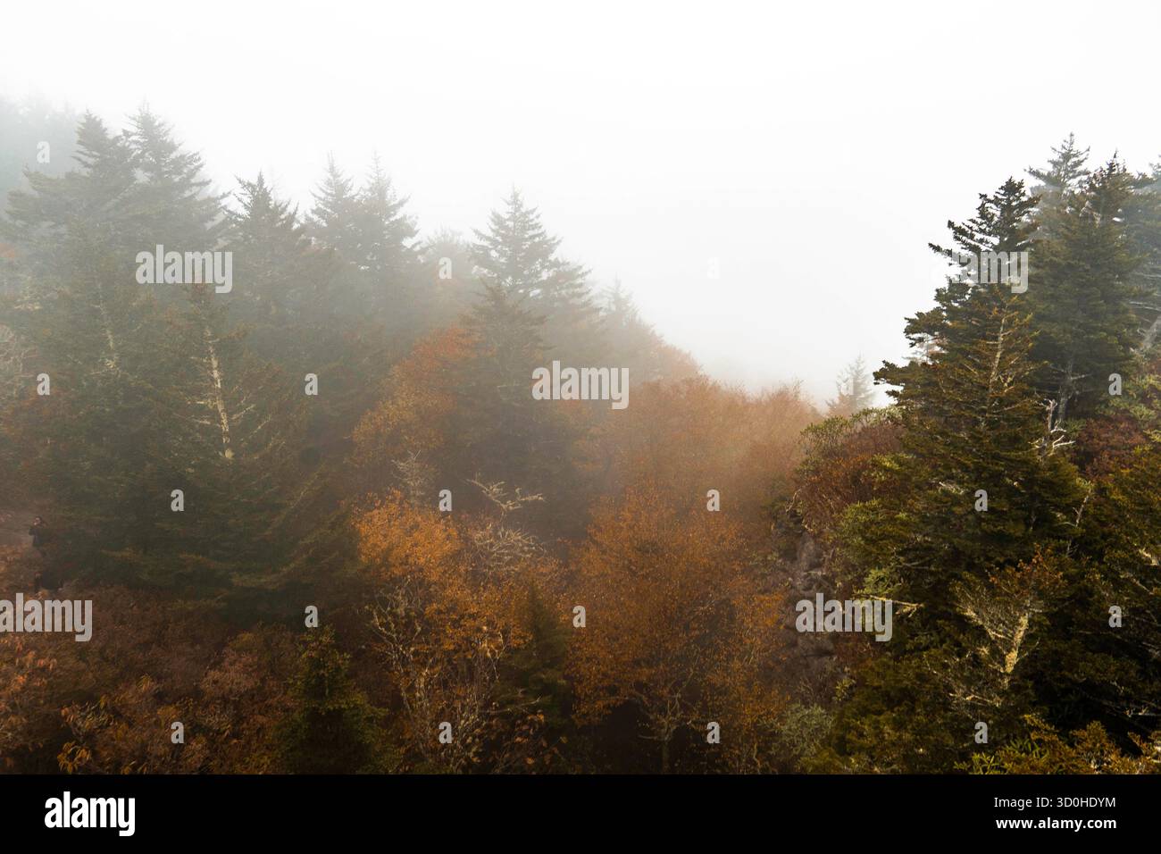 foggy autumn forest calms soul, tranquil mist of autumn forest inspires peaceful solitude Stock Photo