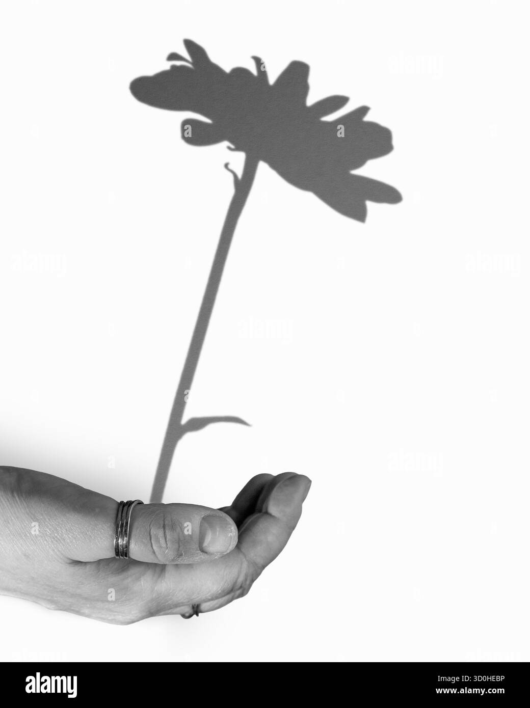A single hand held out, facing upwards, cradling a shadow of a balancing carnation flower. - Stock Image