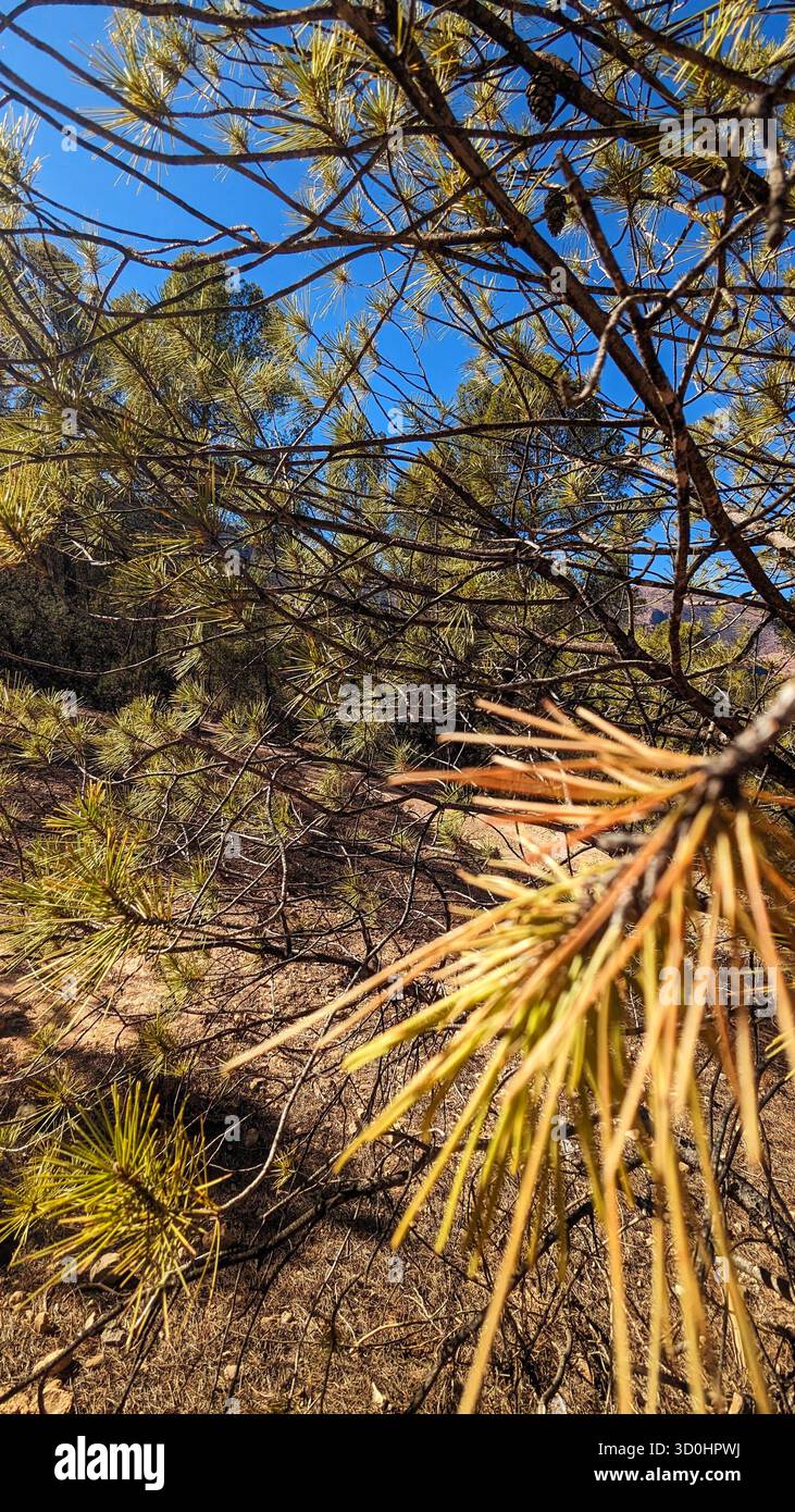close up of pine needles against bright blue sky and sun - Smartphone Captured Stock Image