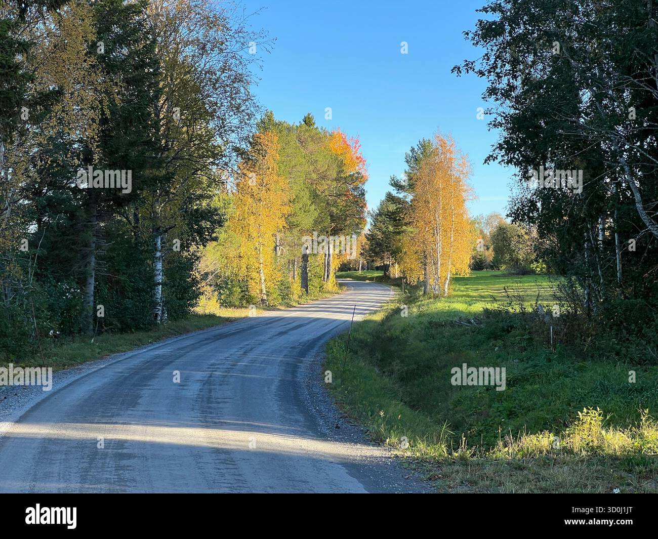 Scenic autumn road winding through colorful trees under a bright blue sky in Jamtland, Sweden - Smartphone Captured Stock Image