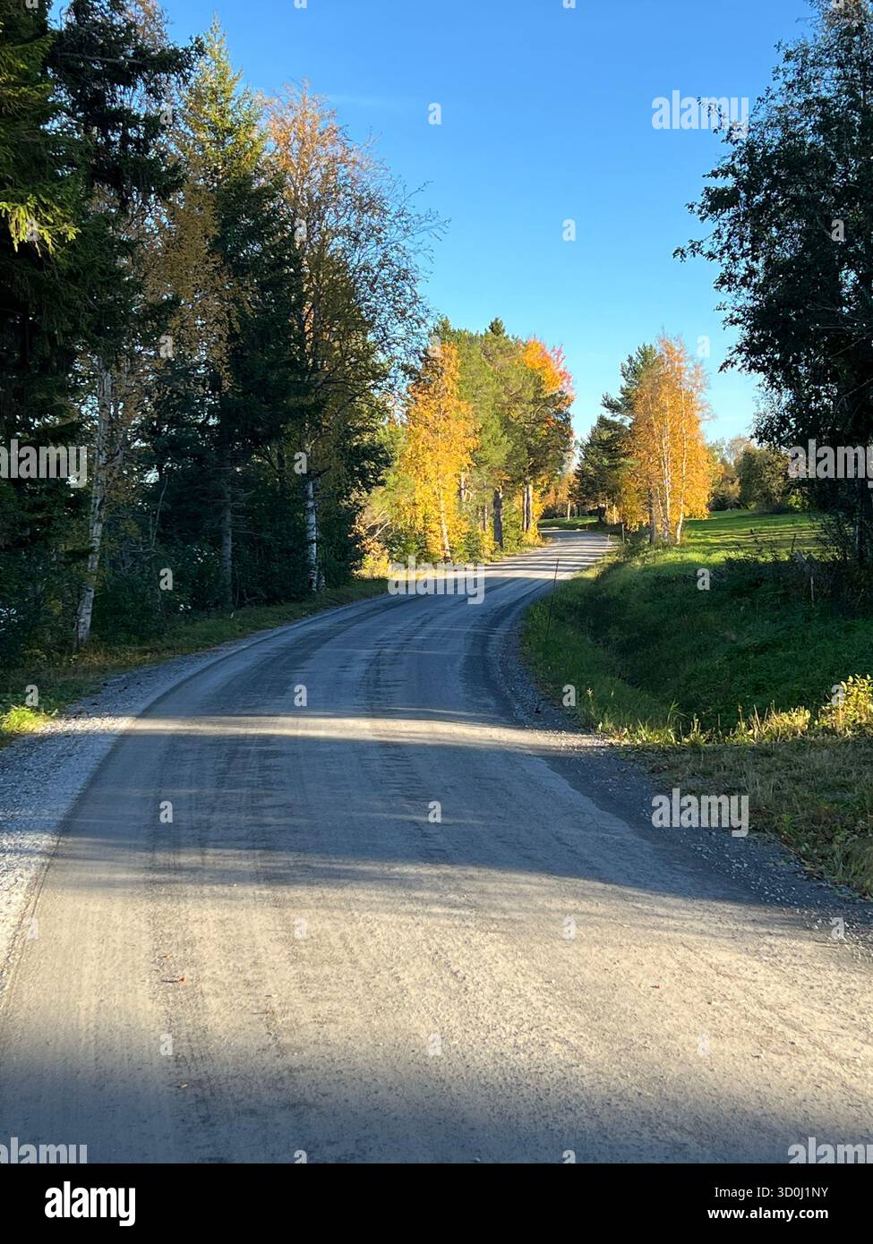 Winding rural road through colorful autumn trees under a bright blue sky in Jamtland, Sweden. - Smartphone Captured Stock Image