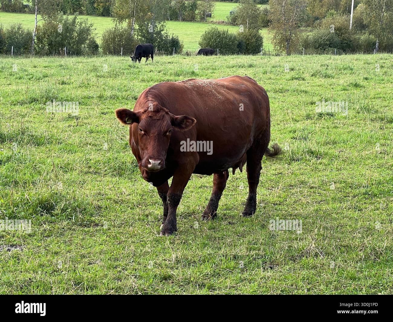 Brown cow grazing in a green pasture on a sunny day - Smartphone Captured Stock Image