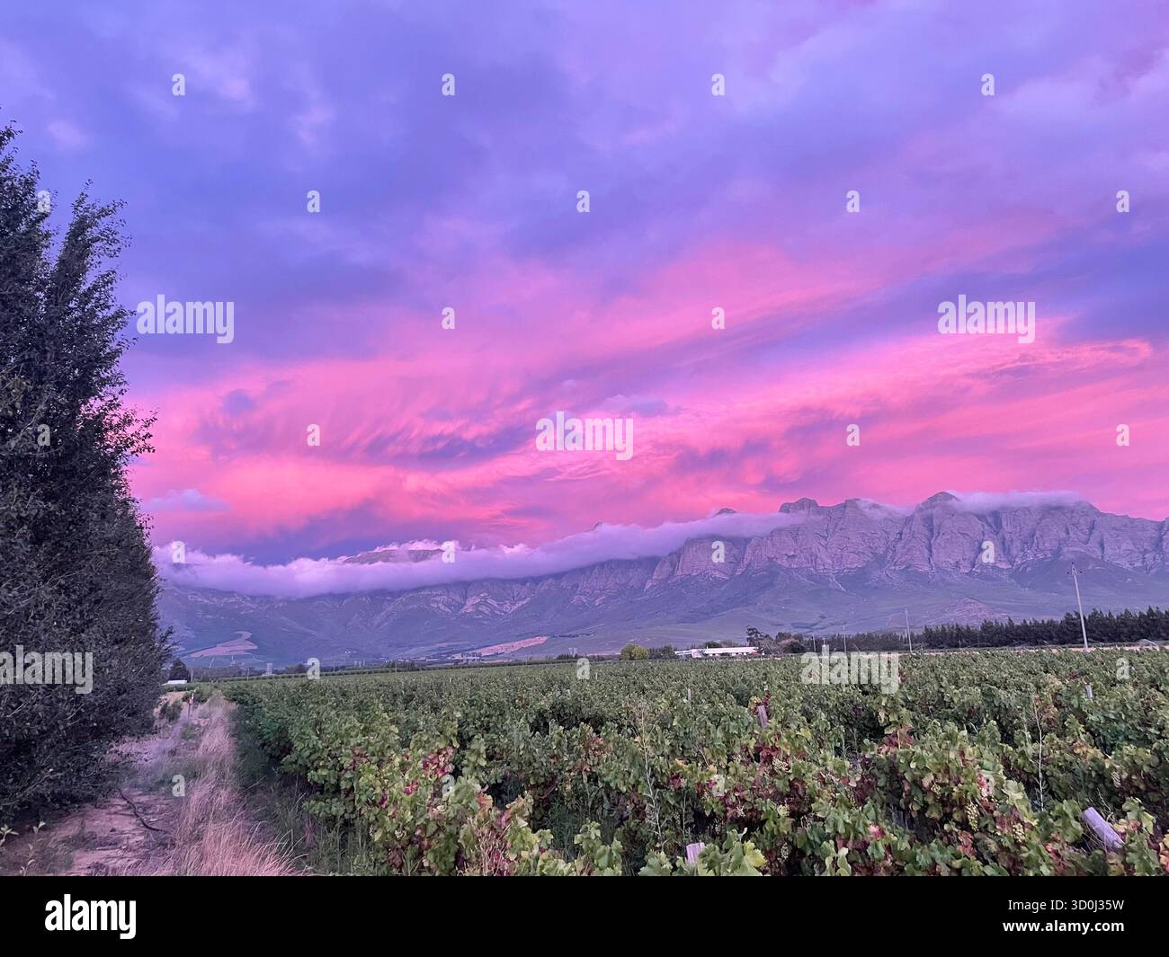 Cape Winelands at Sunset - Smartphone Captured Stock Image