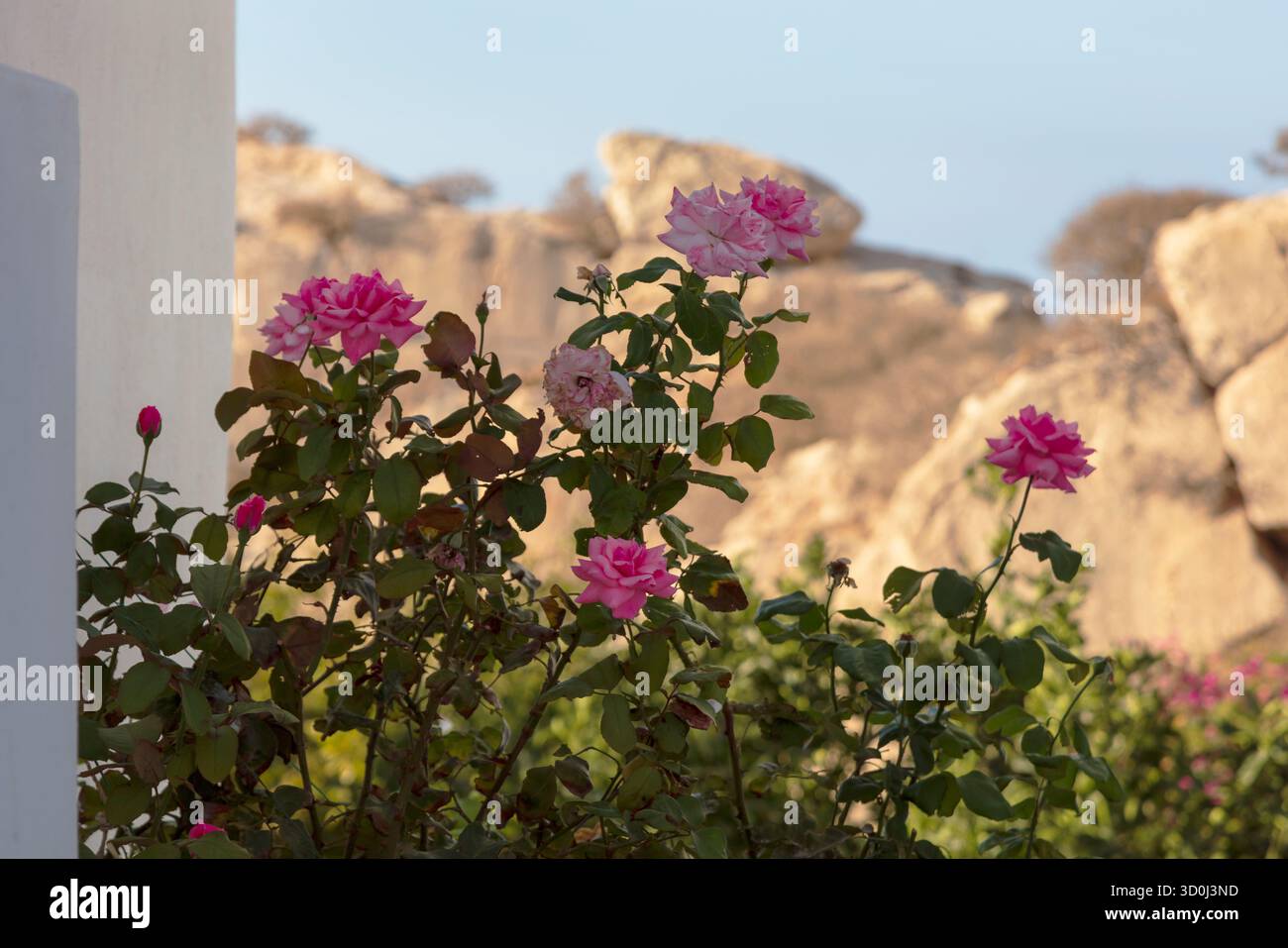 Pink Roses Greece Blooming pink roses in hi-res stock photography and images - Alamy