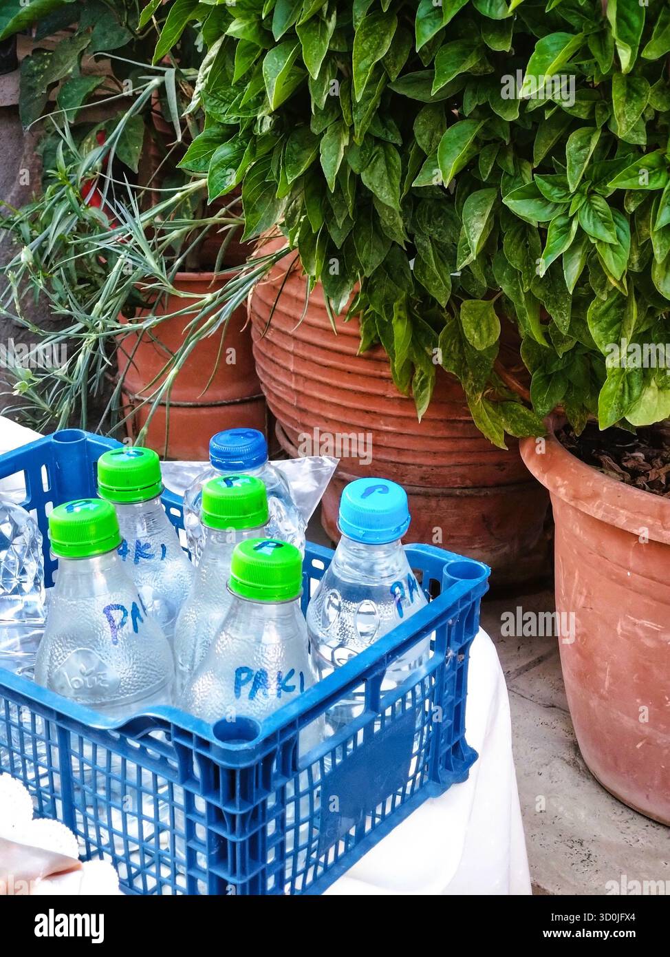 Homemade Greek raki bottles in blue crate beside basil plants and terracotta pots on sunny terrace in Crete, Greece, symbolizing local tradition. Stock Photo