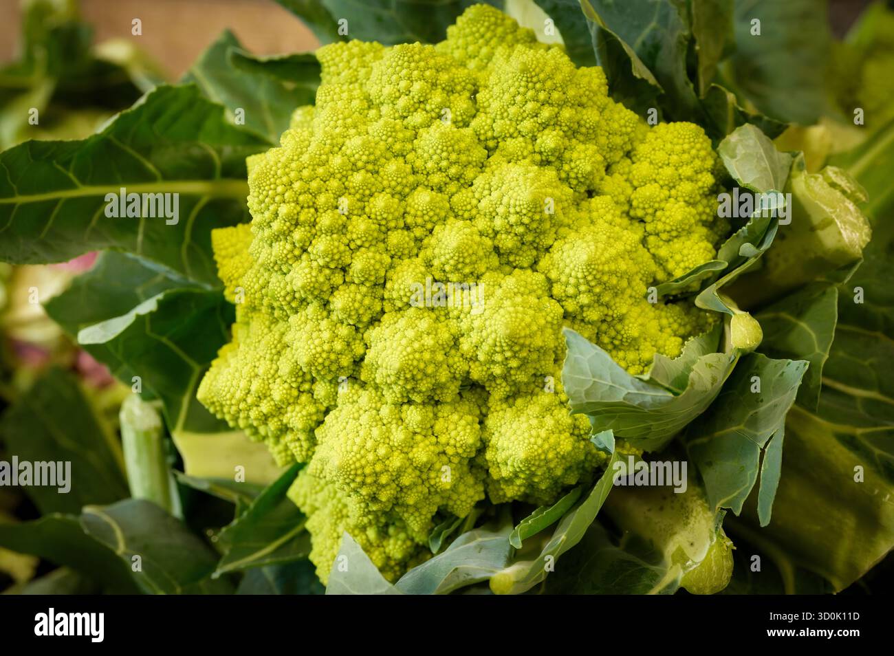 Vibrant romanesco broccoli harvest hi-res stock photography and images ...