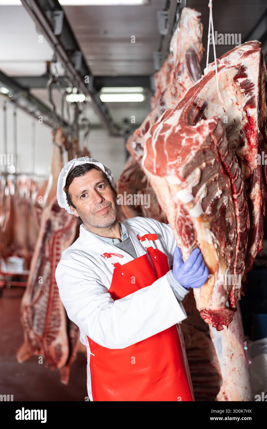 Butcher shop worker hanging slabs of raw beef in cold storage Stock ...
