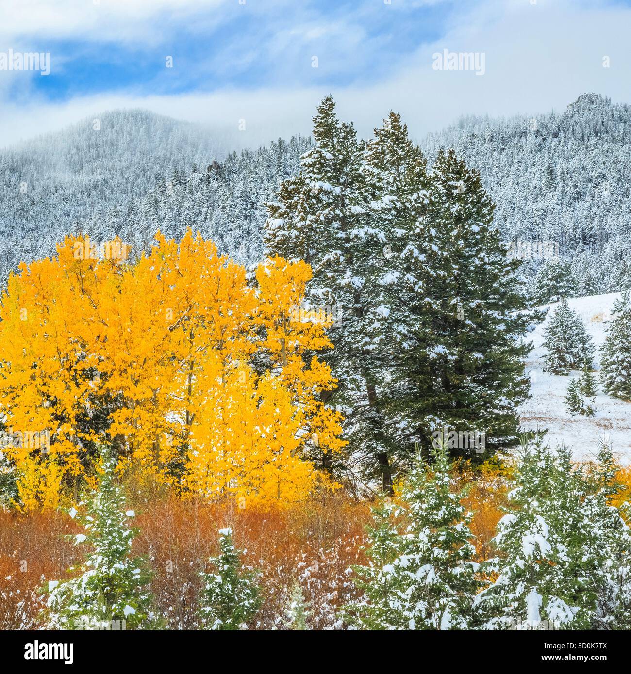 autumn snow in the foothills of helena national forest near austin ...