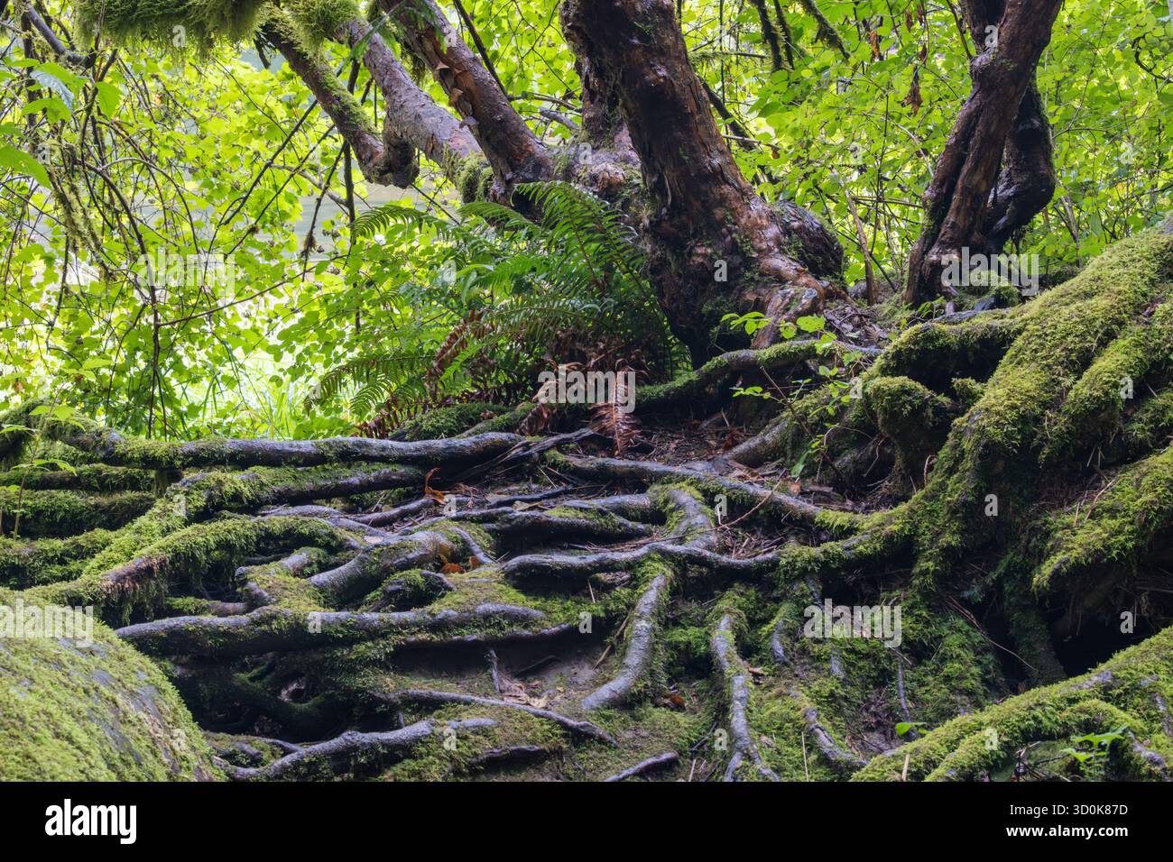 Tree's Roots Over Rocks Pacific northwest river, tree roots hi-res stock photography and images ...
