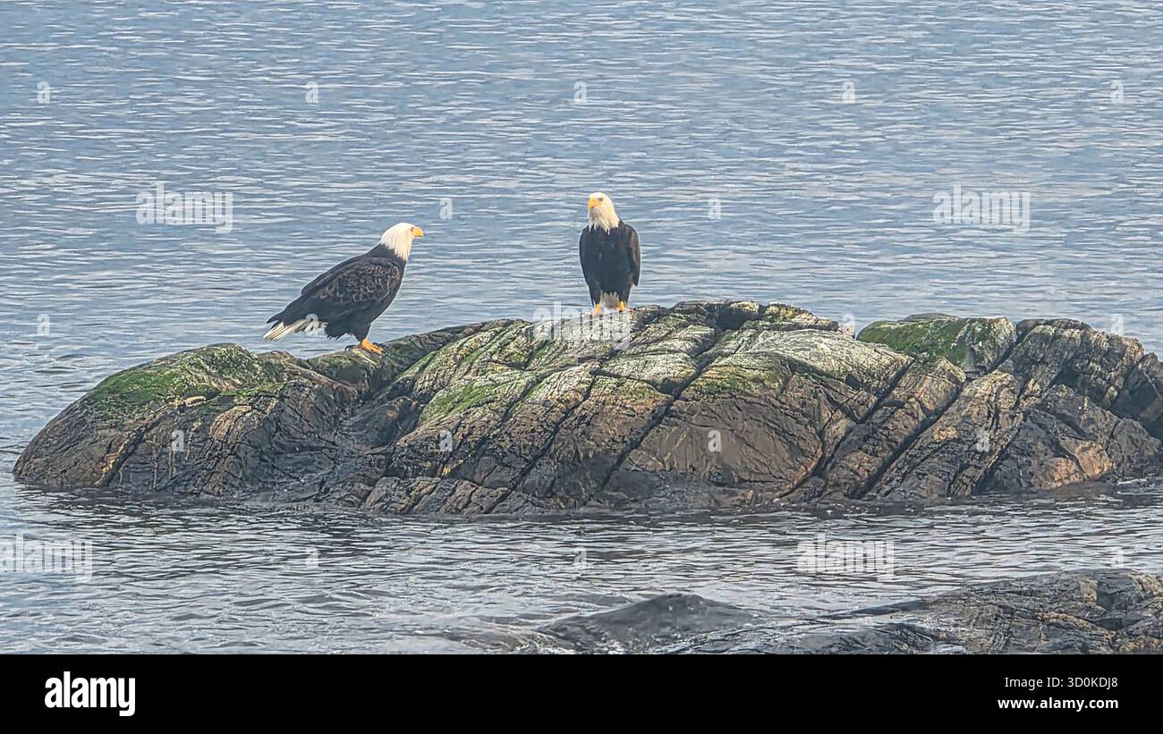 Bald Eagles on Coastal Rocks - Smartphone Captured Stock Image